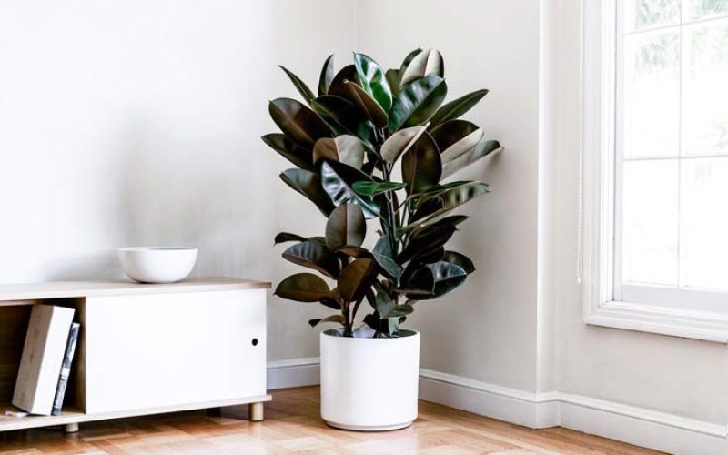 گیاهان آپارتمانی تصفیه کننده هوا را بشناسید